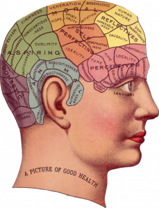 Norepinephrine, Brain health, brain health supplements | Shawn Phillips Personal Trainer, Nutritionist Los Angeles
