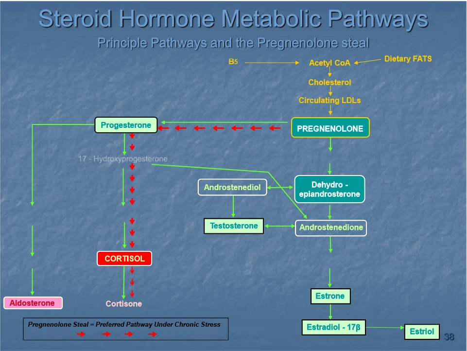 Steroid hormone metabolic pathways, stress and weight loss | Shawn Phillips Holistic Personal Trainer Los Angeles