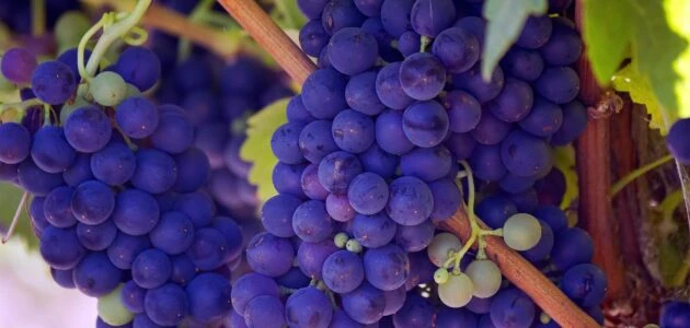 Grape, Insulin and weight loss, Insulin Resistance | Shawn Phillips Holistic Personal Trainer Los Angeles