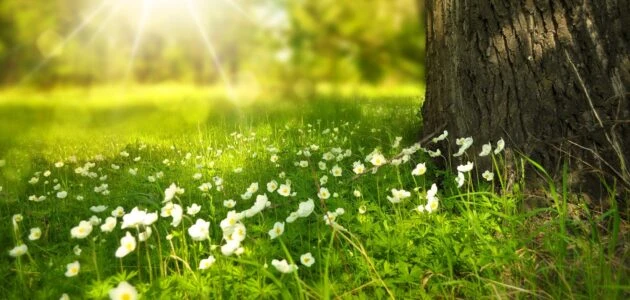 Wild flowers, benefits of sunlight, lack of sunlight | Shawn Phillips Personal Trainer & Nutritionist Los Angeles